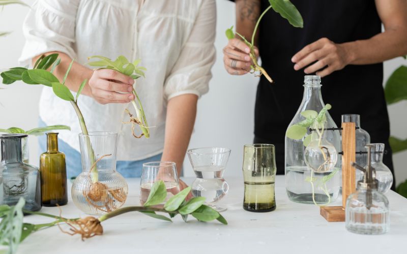 Ayurvedic Product Manufacturing: Blending Tradition with Modern Science